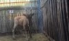 1X ELAND M:1