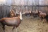 11X BLESBOK V/F:11 (Per Piece to take the lot/Per stuk om lot te neem) - 2