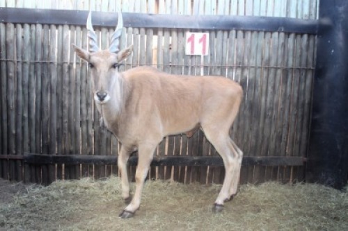 1X ELAND M:1