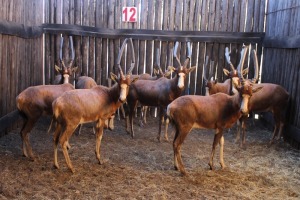 9X BLESBOK M:9 (Per Piece to take the lot/Per stuk om lot te neem)