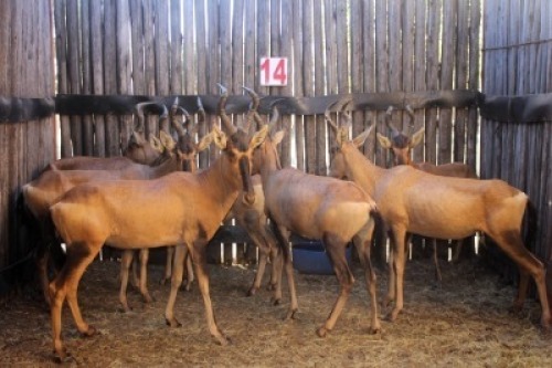 7X ROOIHARTBEES V/F:7 (Per Piece to take the lot/Per stuk om lot te neem)