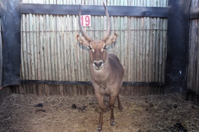 1X WATERBOK M:1