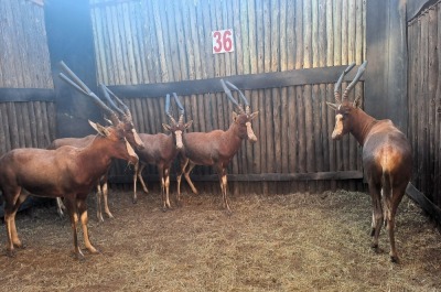 5X BLESBOK M:5 (Per Piece to take the lot/Per stuk om lot te neem)