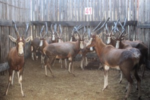 10X BLESBOK M:10 (Per Piece to take the lot/Per stuk om lot te neem)