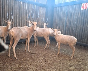 5X WIT-BLESBOK V/F:4 (Per Piece to take the lot/Per stuk om lot te neem)