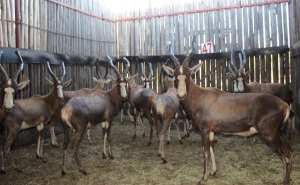 12X BLESBOK M:12 (Per Piece to take the lot/Per stuk om lot te neem)