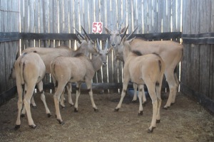 6X ELAND V/F:6 (Per Piece to take the lot/Per stuk om lot te neem)