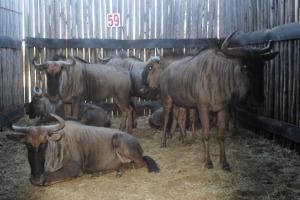 7X BLOUWILDEBEES M:2 V/F:5 (Per Piece to take the lot/Per stuk om lot te neem)