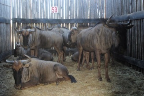 7X BLOUWILDEBEES M:2 V/F:5 (Per Piece to take the lot/Per stuk om lot te neem)