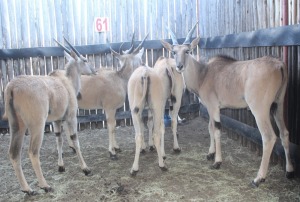 5X ELAND M:1 V/F:4 (Per Piece to take the lot/Per stuk om lot te neem)