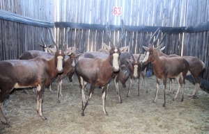 15X BLESBOK V/F:13 (Per Piece to take the lot/Per stuk om lot te neem)