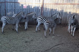 6X ZEBRA M:1 V/F:5 (Per Piece to take the lot/Per stuk om lot te neem)