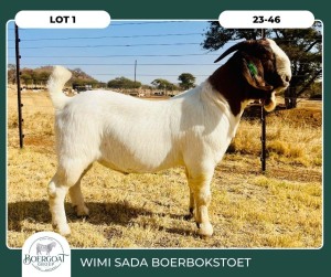 1X BOER GOAT KUDDE 42-407 BUCK WIMI SADA BOERBOKSTOET