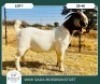 1X BOER GOAT KUDDE 42-407 BUCK WIMI SADA BOERBOKSTOET