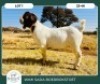 1X BOER GOAT KUDDE 42-407 BUCK WIMI SADA BOERBOKSTOET - 2