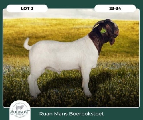 1X BOER GOAT KUDDE 24-079 BUCK RUAN MANS BOER GOAT STUD
