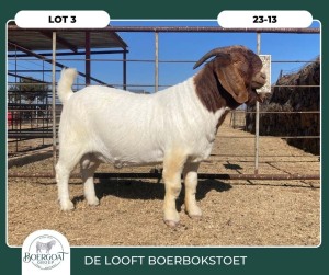 1X BOER GOAT STOET 42-282 BUCK DELOOFT BOERBOKSTOET