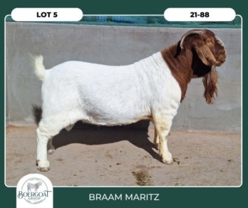 1X BOER GOAT STOET 42-288 BUCK BRAAM MARITZ