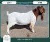 1X BOER GOAT STOET 42-288 BUCK BRAAM MARITZ