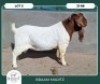 1X BOER GOAT STOET 42-288 BUCK BRAAM MARITZ - 2