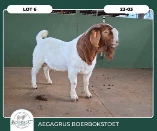 1X BOER GOAT STOET 42-266 BUCK AEGAGRUS BOERBOK STOET