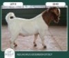 1X BOER GOAT STOET 42-266 BUCK AEGAGRUS BOERBOK STOET - 2