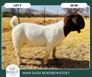 1X BOER GOAT KUDDE 42-408 BUCK WIMI SADA BOERBOKSTOET