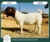 1X BOER GOAT KUDDE 42-408 BUCK WIMI SADA BOERBOKSTOET - 2