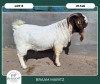 1X BOER GOAT STOET 42-289 BUCK BRAAM MARITZ