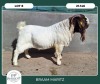 1X BOER GOAT STOET 42-289 BUCK BRAAM MARITZ - 2