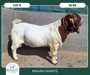 1X BOER GOAT STOET 42-291 BUCK BRAAM MARITZ