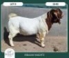 1X BOER GOAT STOET 42-291 BUCK BRAAM MARITZ - 2