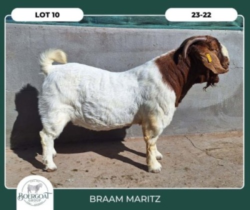 1X BOER GOAT STOET 42-290 BUCK BRAAM MARITZ