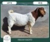 1X BOER GOAT STOET 42-290 BUCK BRAAM MARITZ