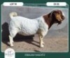 1X BOER GOAT STOET 42-290 BUCK BRAAM MARITZ - 2