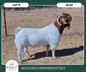 1X BOER GOAT KUDDE SPEEN 42-395 BUCK AEGAGRUS BOERBOK STOET