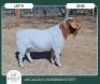 1X BOER GOAT KUDDE SPEEN 42-395 BUCK AEGAGRUS BOERBOK STOET - 2