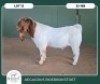 1X BOER GOAT KUDDE 42-394 BUCK AEGAGRUS BOERBOK STOET - 2