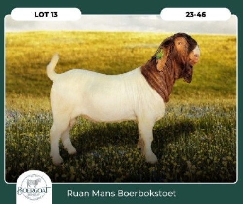 WITHDRAWN - 1X BOER GOAT BUCK RUAN MANS BOER GOAT STUD