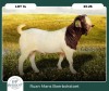 1X BOER GOAT KUDDE 42-416 BUCK RUAN MANS BOER GOAT STUD