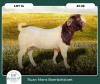 1X BOER GOAT KUDDE 42-416 BUCK RUAN MANS BOER GOAT STUD - 2