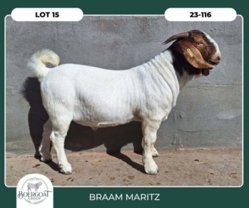1X BOER GOAT STOET 42-284 BUCK BRAAM MARITZ