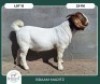 1X BOER GOAT STOET 42-284 BUCK BRAAM MARITZ
