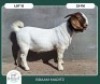1X BOER GOAT STOET 42-284 BUCK BRAAM MARITZ - 2