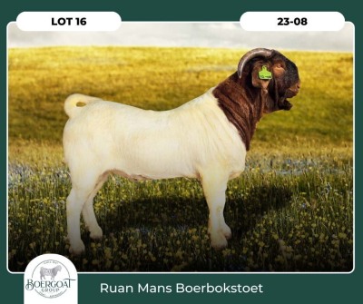 1X BOER GOAT KUDDE 42-417 BUCK RUAN MANS BOER GOAT STUD