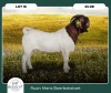 1X BOER GOAT KUDDE 42-417 BUCK RUAN MANS BOER GOAT STUD - 2