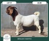 1X BOER GOAT STOET 42-283 BUCK BRAAM MARITZ