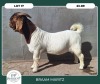 1X BOER GOAT STOET 42-283 BUCK BRAAM MARITZ - 2