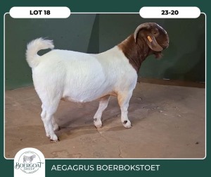 1X BOER GOAT KUDDE 42-393 BUCK AEGAGRUS BOERBOK STOET