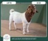1X BOER GOAT KUDDE 42-393 BUCK AEGAGRUS BOERBOK STOET - 2